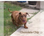 Small #2 Dachshund