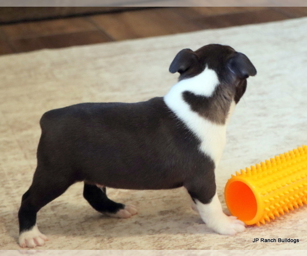 Medium Photo #11 Boston Terrier Puppy For Sale in WINNSBORO, TX, USA
