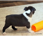 Small #10 Boston Terrier