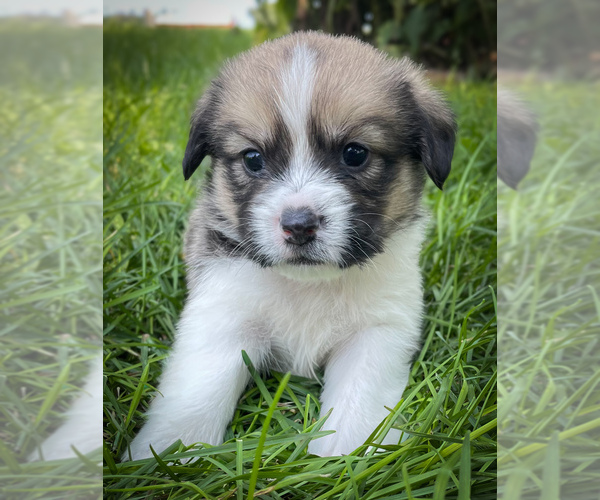Medium Photo #1 Shorgi Puppy For Sale in FAIRBANK, IA, USA