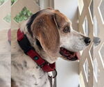 Small #3 Beagle