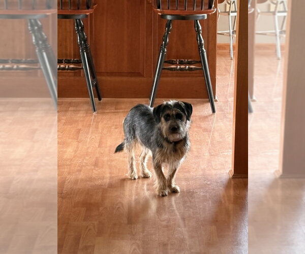 Medium Photo #5 Mutt Puppy For Sale in Aurora, IN, USA