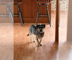 Small #4 Mutt