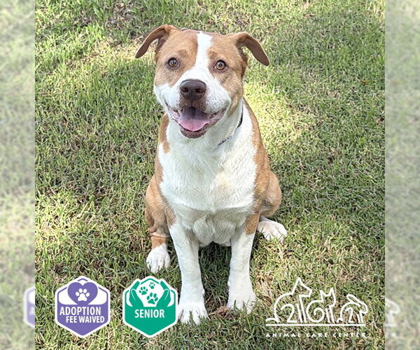 Medium Photo #1 Mutt Puppy For Sale in Irvine, CA, USA