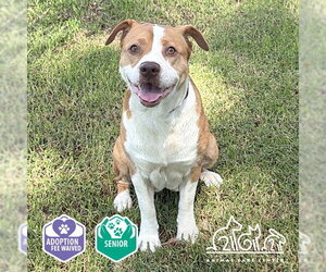 Mutt Dogs for adoption in Irvine, CA, USA