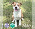HONEY - Female Mutt Dog for Adoption - Small photo