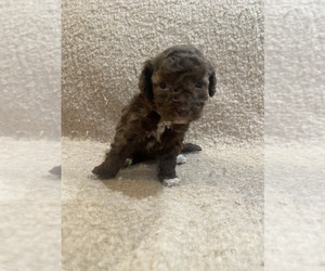 Maltipoo Puppy for sale in SOUTH GATE, CA, USA