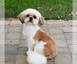 Small Photo #1 Shih Tzu Puppy For Sale in SYRACUSE, IN, USA