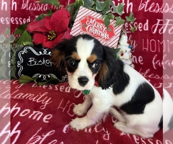 Medium Photo #6 Cavalier King Charles Spaniel Puppy For Sale in ABILENE, TX, USA