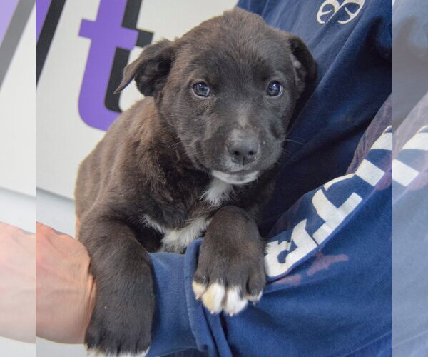 Medium Photo #2 Golden Retriever-Unknown Mix Puppy For Sale in Huntley, IL, USA