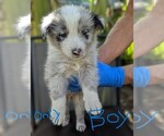 Small #3 Miniature Australian Shepherd