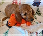 Small Photo #9 Irish Doodle Puppy For Sale in PRINCEVILLE, IL, USA