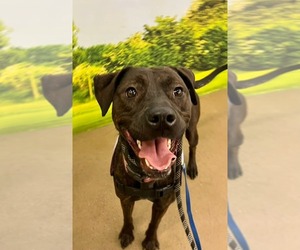 Patsy Cline - Female Labrador Retriever-Unknown Mix Dog for Adoption - Photo #6