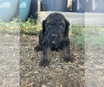 Small #3 Poodle (Miniature)-Poodle (Standard) Mix