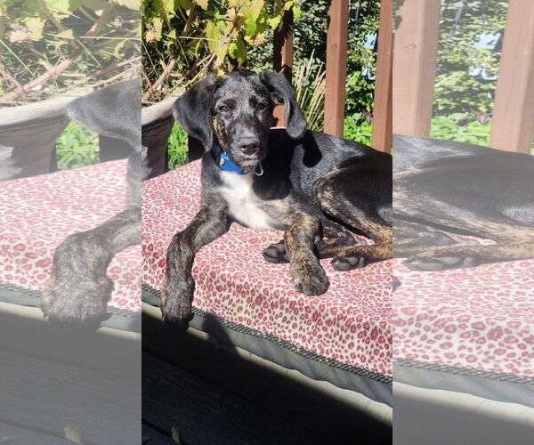 Medium Photo #4 Mutt Puppy For Sale in Farmington, MN, USA