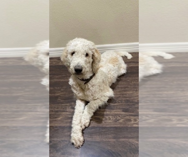 Medium Photo #1 Goldendoodle Puppy For Sale in ROYSE CITY, TX, USA