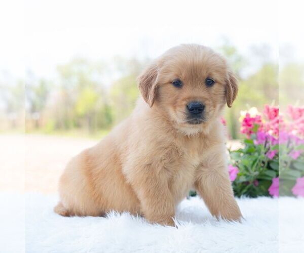 Medium Photo #5 Golden Retriever Puppy For Sale in NEWPORT, PA, USA
