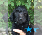 Small Photo #5 Goldendoodle Puppy For Sale in BURLEY, ID, USA