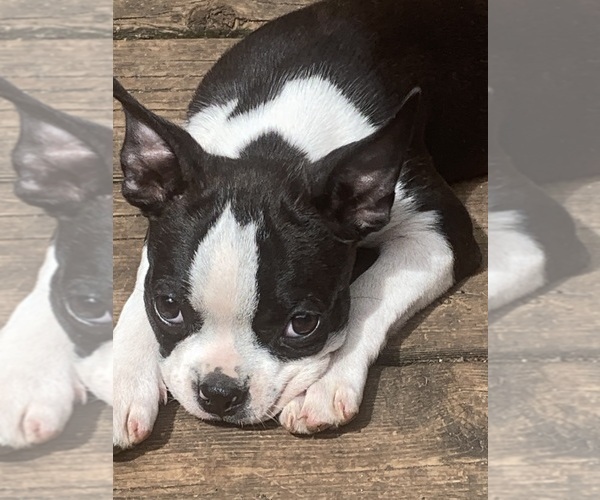 Medium Photo #4 Boston Terrier Puppy For Sale in PRAIRIE DU SAC, WI, USA
