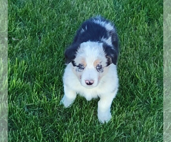 Medium Photo #1 Border Collie Puppy For Sale in BRAYTON, IA, USA