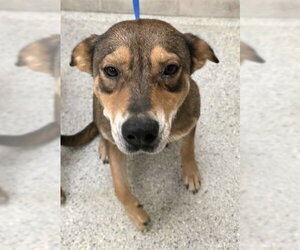 German Shepherd Dog-Unknown Mix Dogs for adoption in Conroe, TX, USA
