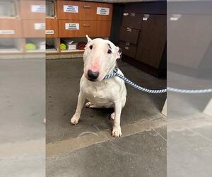 Bull Terrier Dogs for adoption in Santa Cruz, CA, USA