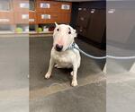 Small Bull Terrier