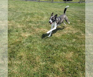 Logan HOWLett - Male American Pit Bull Terrier-Saint Bernard Mix Dog for Adoption - Photo #4