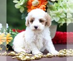 Small #3 Cavapoo