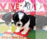 Small Photo #10 Shih Tzu Puppy For Sale in BERRYVILLE, VA, USA