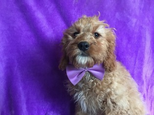 Cocker Spaniel-Poodle (Miniature) Mix Puppy for sale in BROGUE, PA, USA