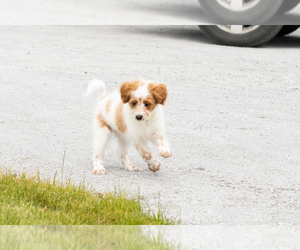 Goldendoodle (Miniature) Puppy for sale in WOLCOTTVILLE, IN, USA
