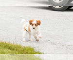 Image preview for Ad Listing. Nickname: Petunia