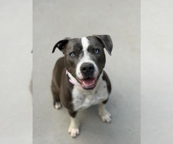 Medium Photo #1 Mutt Puppy For Sale in Santa Maria, CA, USA
