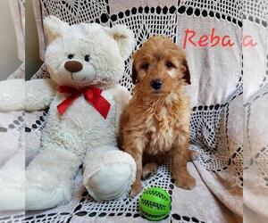 Goldendoodle Puppy for sale in WATERLOO, NY, USA