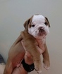 Small Photo #5 Olde English Bulldogge Puppy For Sale in CRESTVIEW, FL, USA