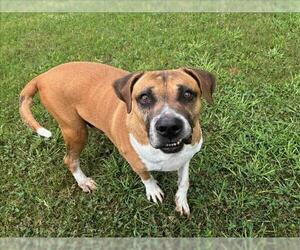 Labrador Retriever-Unknown Mix Dogs for adoption in Grovetown, GA, USA