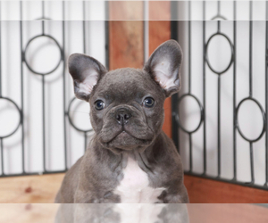 Faux Frenchbo Bulldog Puppy for sale in NAPLES, FL, USA