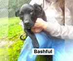 Bashful (13wo, 18lbs) - Male Mutt Dog for Adoption - Small photo