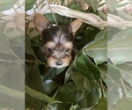 Puppy Puppy 2 Mickey Biewer Yorkie-Shorkie Tzu Mix
