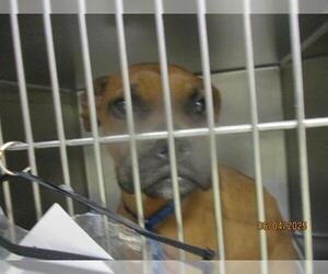 Boxer-Unknown Mix Dogs for adoption in Oklahoma City, OK, USA