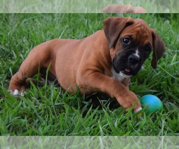 Medium Photo #7 Boxer Puppy For Sale in HUMBOLDT, NE, USA