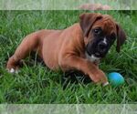 Small Photo #7 Boxer Puppy For Sale in HUMBOLDT, NE, USA