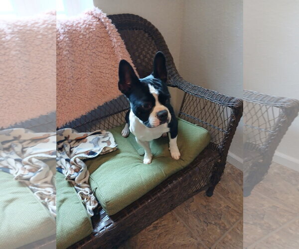 Medium Photo #3 Faux Frenchbo Bulldog Puppy For Sale in Eastman, GA, USA