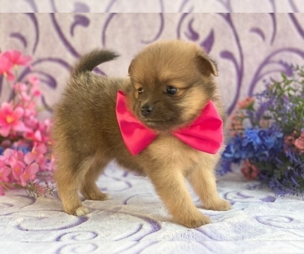 Medium Photo #3 Pomeranian Puppy For Sale in LANCASTER, PA, USA