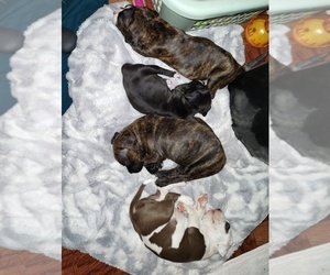 American Pit Bull Terrier Puppy for sale in HARTFORD, CT, USA