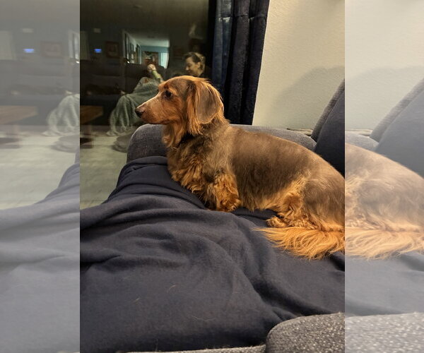 Medium Photo #4 Dachshund Puppy For Sale in Tampa, FL, USA