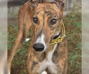 Greyhound Dogs for adoption in Grandville, MI, USA