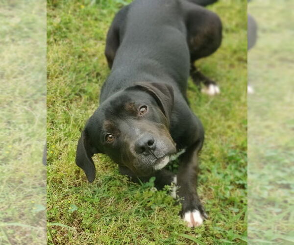 Medium Photo #7 Catahoula Leopard Dog-Staffordshire Bull Terrier Mix Puppy For Sale in Talladega, AL, USA