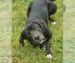 Small #6 Catahoula Leopard Dog-Staffordshire Bull Terrier Mix